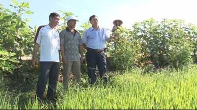Khuyến nông 15-03-2016