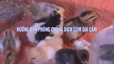 Khuyến nông 12-01-2016