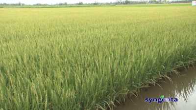 Thông tin dịch hại Nông nghiệp 20-04-2016