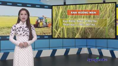 Thông tin dịch hại Nông nghiệp 17-02-2016