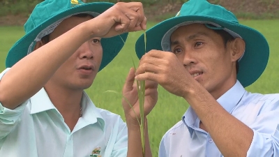 Tiến tới kiến thức vàng 02-10-2015