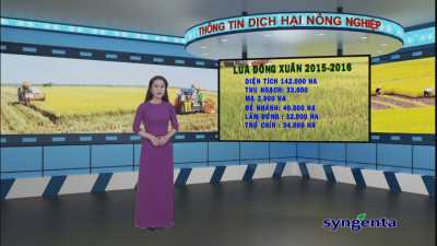 Thông tin dịch hại Nông nghiệp 13-01-2016