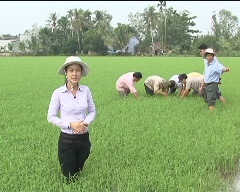 Cùng Nông dân ra đồng 18-10-2014