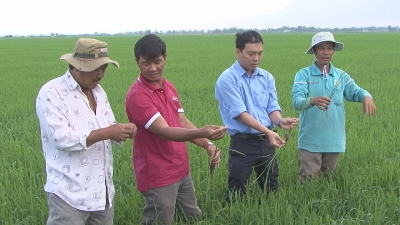 Cẩm Nang Nhà Nông 11-12-2015