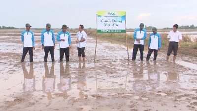 Cánh đồng ước mơ 18-11-2015