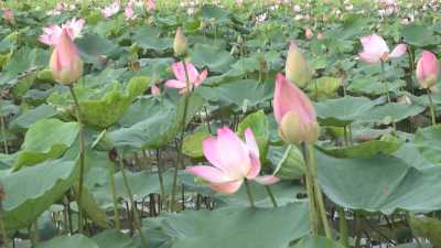 Nét Việt-Mùa Gương 25-04-2016