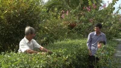 Nét Việt - Cây Dâm Bụt quê nhà 20-04-2016