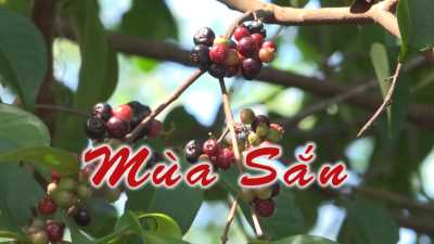 Nét Việt - Mùa Sắn 19-04-2016