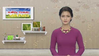 Tiến tới kiến thức vàng 16-10-2015