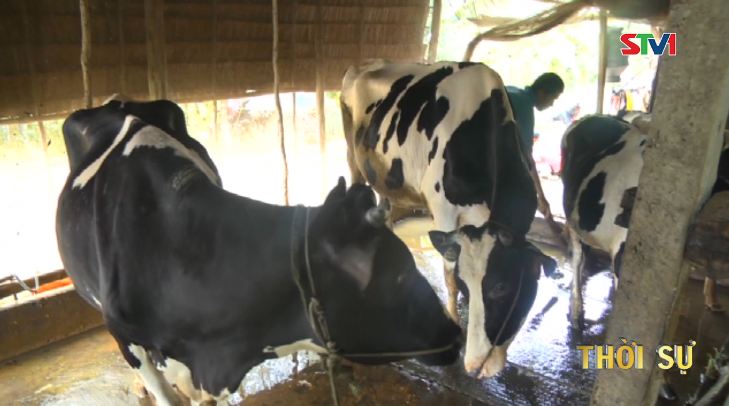 Phát triền đàn bò thịt ở những vùng nhiễm mặn