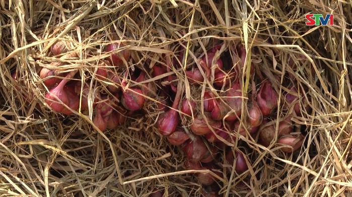 Trên 50% diện tích hành tím thiệt hại do ngập úng