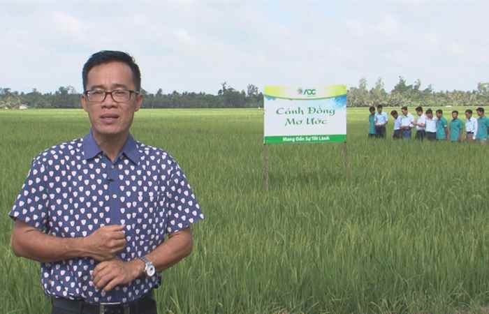 Cánh đồng mơ ước 19-07-2017