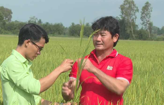  Amistar Top - Xanh lá oằn bông - Nhà nông sung túc (16-06-2023)