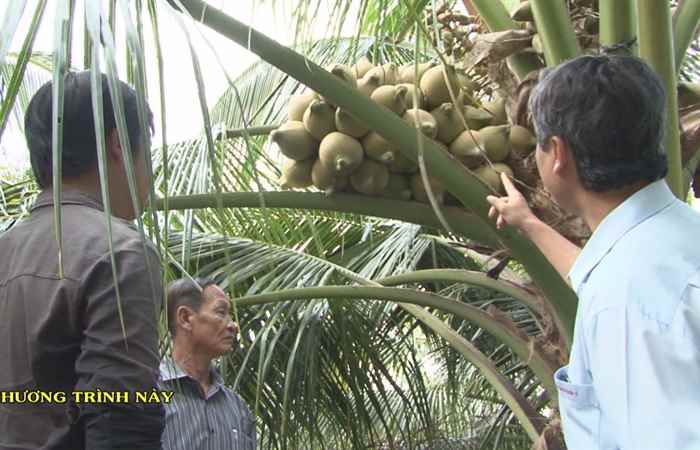 An Thạnh Nhất đẩy mạnh chuyển đổi sản xuất để nâng cao thu nhập 04-05-2019