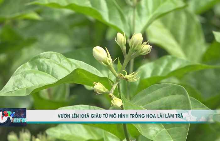 Bản tin STV News (06-04-2021)