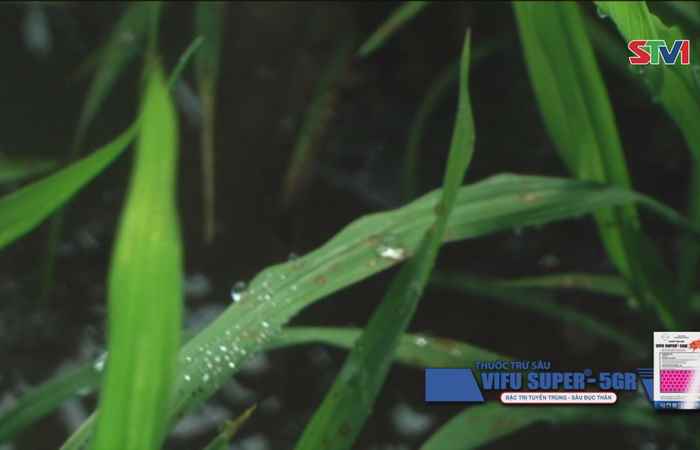 Bệnh đạo  ôn trên lá bộc phát gây hại trên trà lúa hè thu ở Ngã Năm