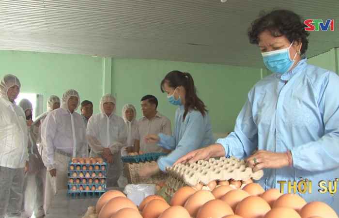 Bí thư Tỉnh ủy Sóc Trăng khảo sát các mô hình nông nghiệp công nghệ cao tại huyện Châu Thành