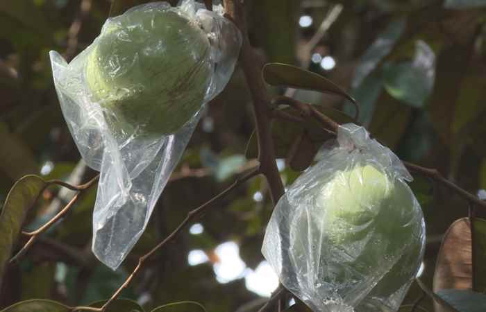  
Biện pháp kỹ thuật canh tác khi trồng rải vụ vú sữa (21-2-2023)