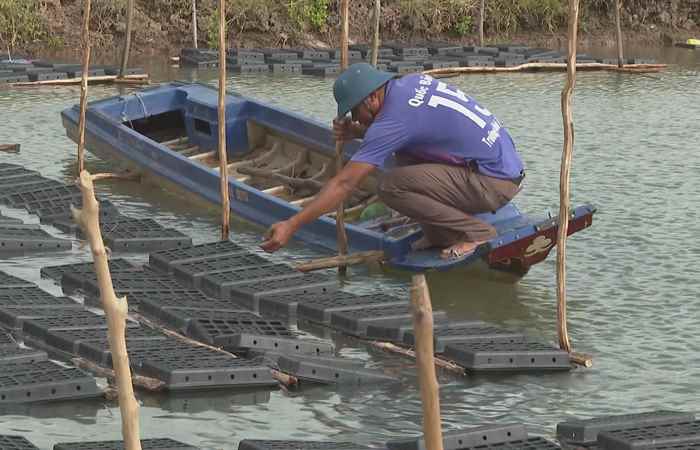  Cải tiến mô hình nuôi cua biển thương phẩm (27-06-2023)