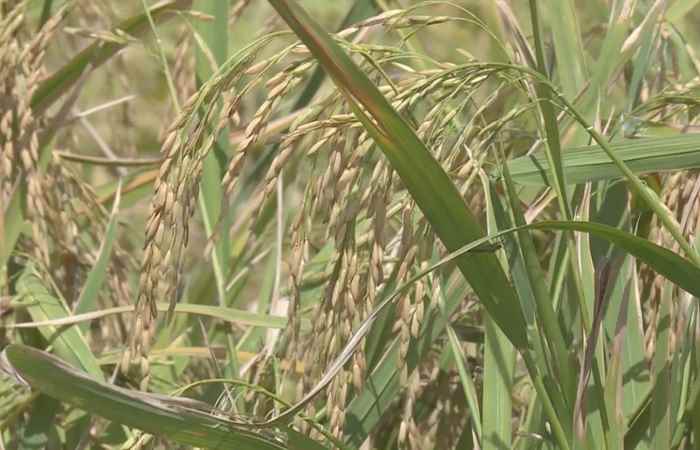 Cẩm nang nhà nông 08-09-2017