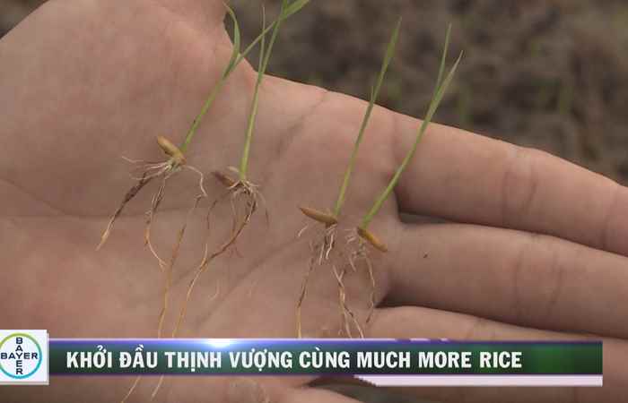 Cẩm nang nhà nông 10-05-2019