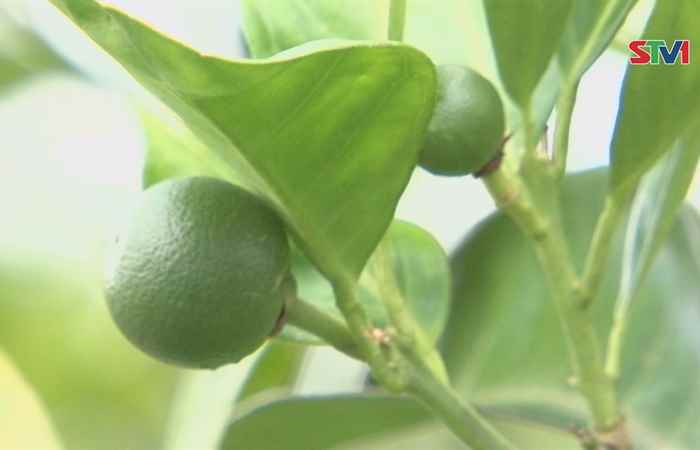 Cam Xoàn cho trái nghịch mùa không như mong đợi