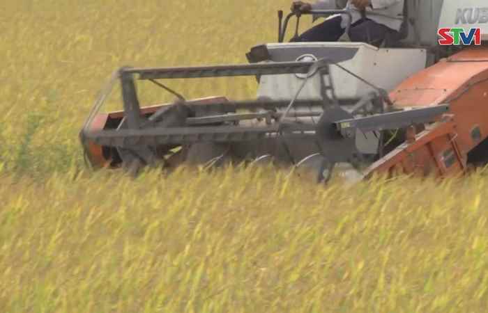 Cẩn thận trọng khi xuống giống vụ lúa Thu Đông 2017