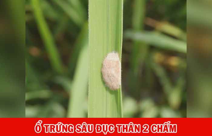 Cánh đồng hội nhập (06-05-2022)