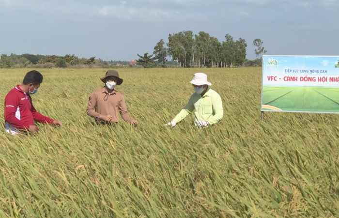  Cánh đồng hội nhập (07-01-2022)