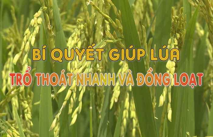 Cánh đồng hội nhập (07-08-2023)
