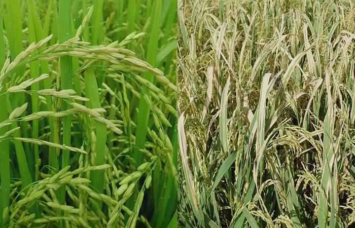  Cánh đồng hội nhập (07-10-2022)