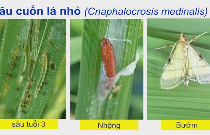 Cánh đồng hội nhập (08-04-2022)