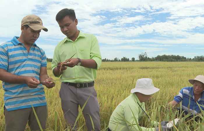 Cánh đồng hội nhập (12-08-2022)