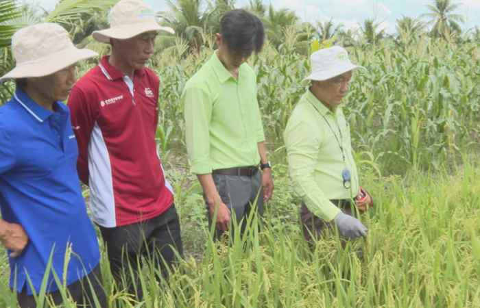 Cánh đồng hội nhập (17-06-2022)
