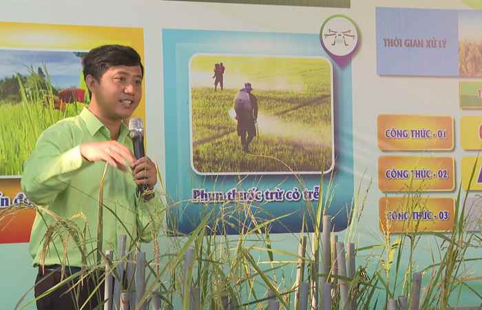 Cánh đồng hội nhập (20-10-2023)