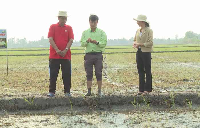 Cánh đồng hội nhập (21-04-2023)