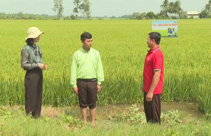 Cánh đồng hội nhập: Bí quyết giúp lúa trổ thoát nhanh và đồng loạt (04-08-2023)
