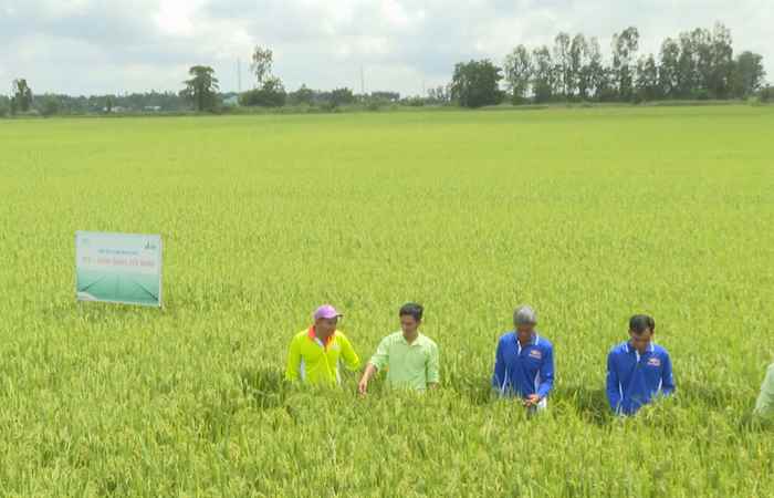 Cánh đồng hội nhập - Kỳ 19 (23-09-2022)