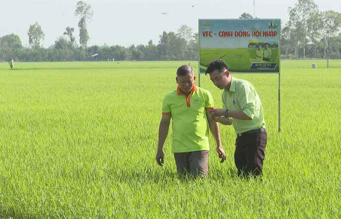 Cánh đồng hội nhập: Ứng dụng công nghệ trong quản lý sâu cuốn lá lúa (07-04-2023)