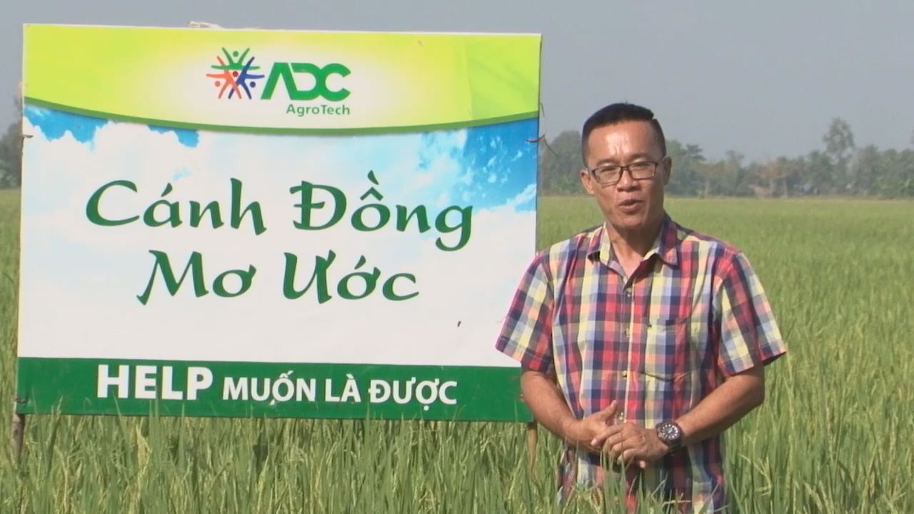 Cánh đồng mơ ước 16-11-2016