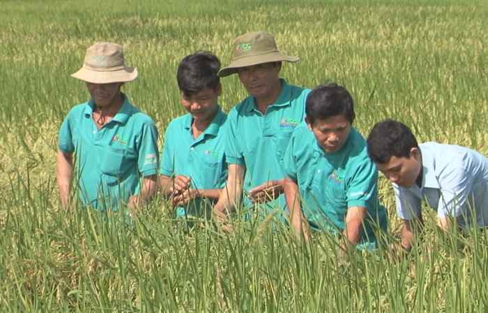 Cánh đồng ước mơ 02-08-2017