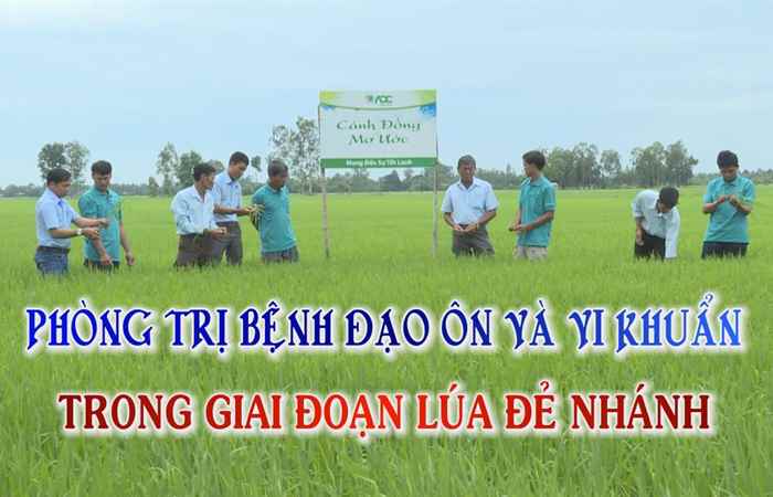 Cánh đồng ước mơ 07-06-2017