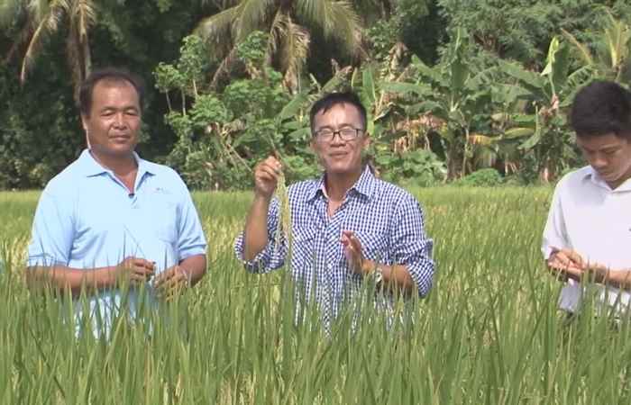Cánh đồng ước mơ 16-08-2017