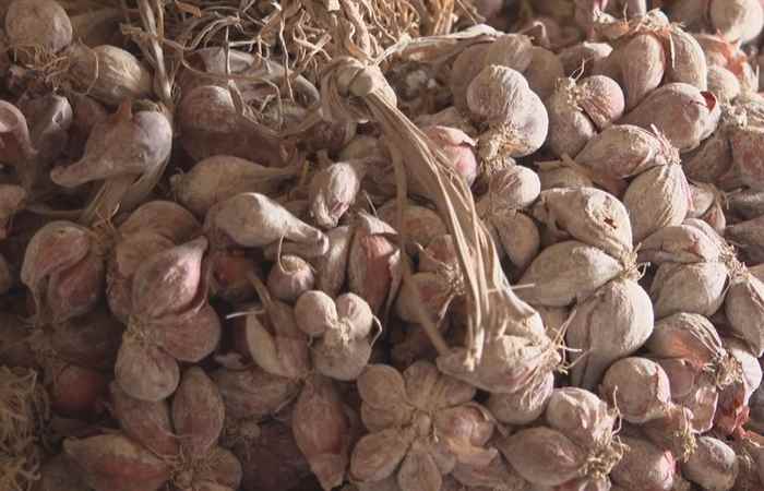 Trợ lực nhà nông tiếng Khmer (02-02-2022)