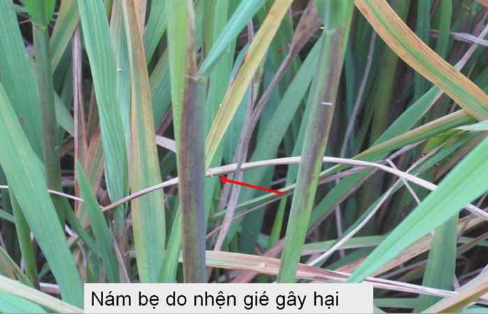 Lúa trổ khỏe trong thời tiết bất lợi (07-08-2021)