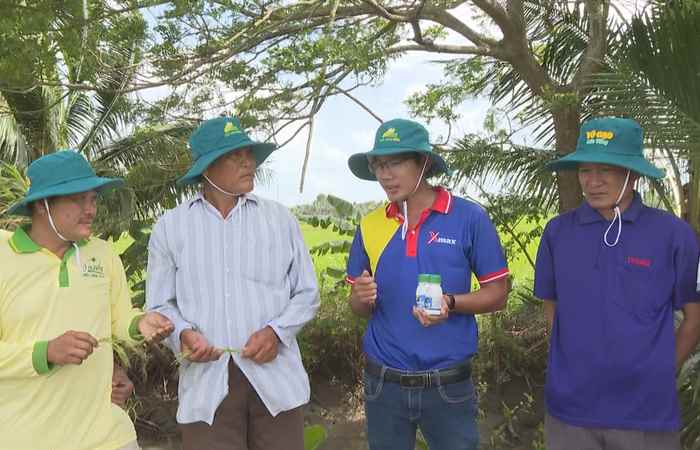 Giải pháp làm lúa có lời phun 2 cử thành 4 cử (17-12-2022)