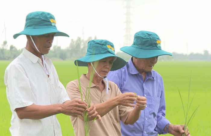  Cây khỏe nhà nông khỏe (19-11-2022)