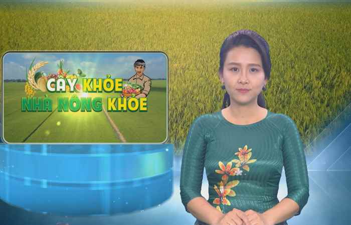 Cây khỏe nhà nông khỏe (21-08-2021)