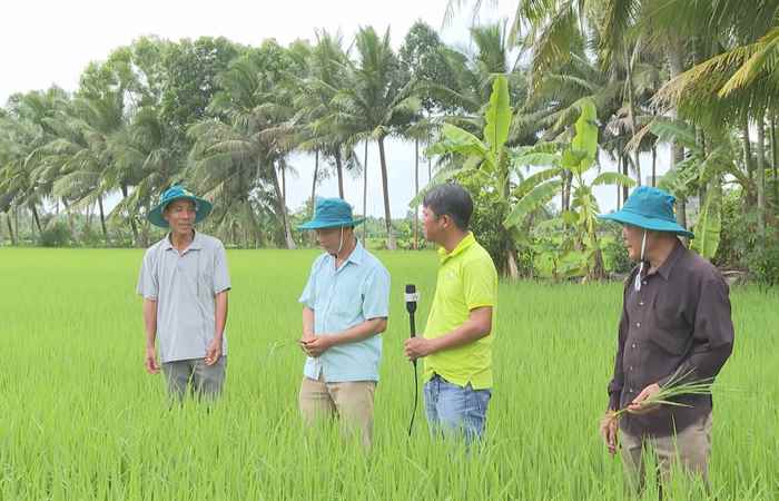 Giải pháp làm lúa có lời (22-07-2023)