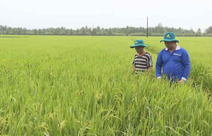 Cây khỏe nhà nông khỏe - Giữ cuống gié xanh nuôi hạt no (23-07-2022)